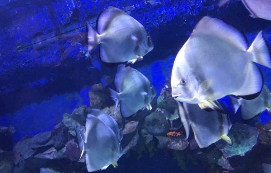 Grand Aquarium Hurghada With Private Transfer