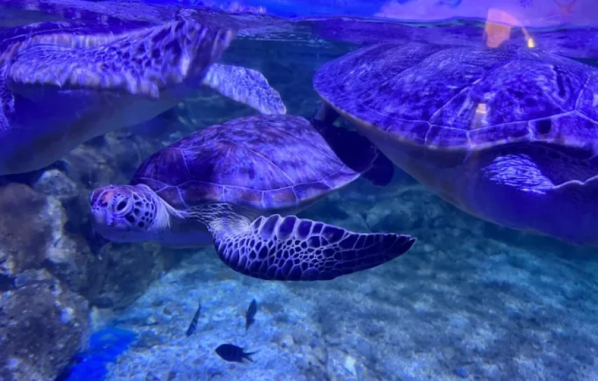 Grand Aquarium Hurghada With Private Transfer
