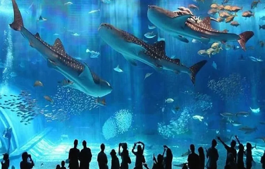 Grand Aquarium Hurghada With Private Transfer